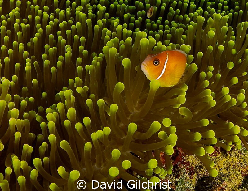 Anemone with Clownfish. Image digitally edited with Light... by David Gilchrist 