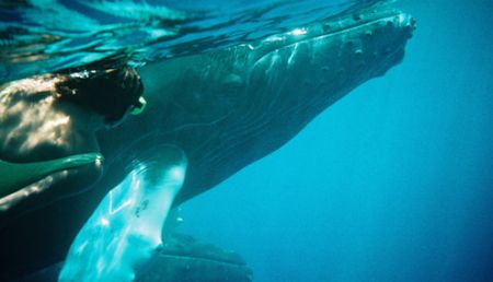 A baby Humpback visits with a friend. Taken on the Silver... by Lisa Denning 