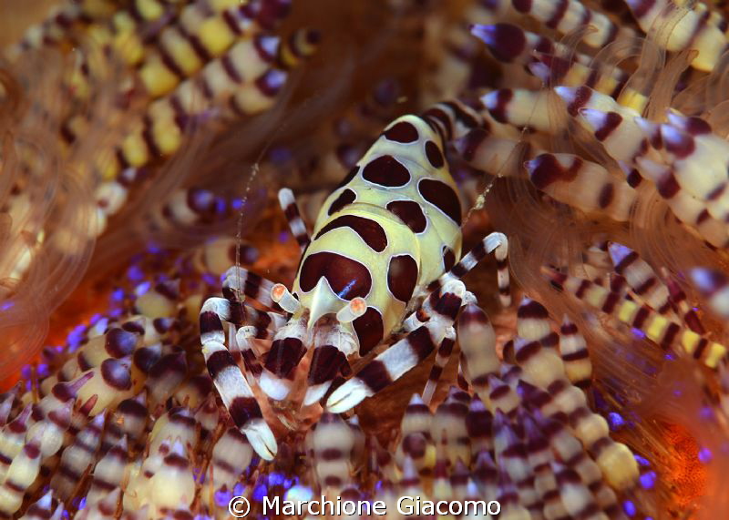 Coleman shrimp
Nikon D800E , 105 micro Nikon , twin stro... by Marchione Giacomo 