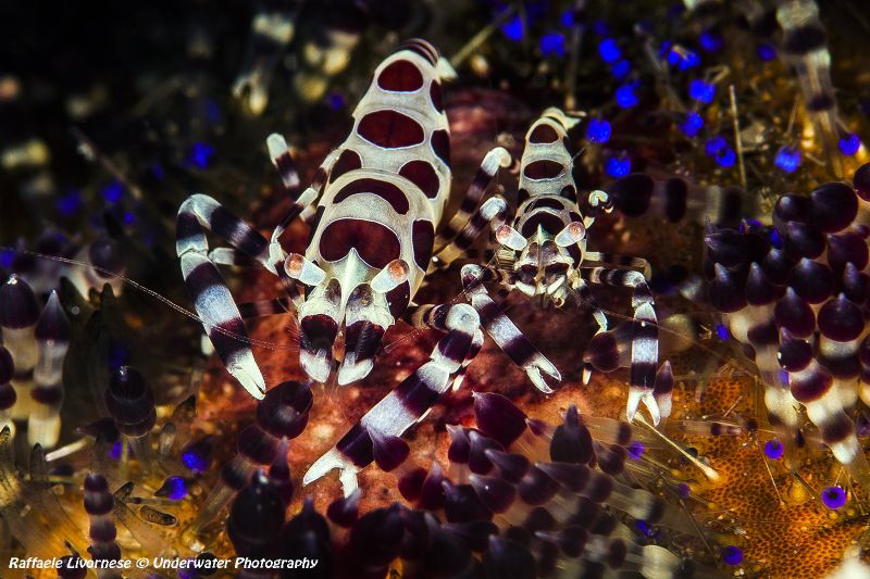 Couple of Coleman shrimps by Raffaele Livornese 