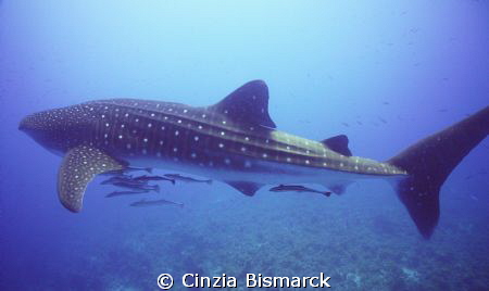 Baby Whale Shark Rhincodon Typus
No Strobe by Cinzia Bismarck 