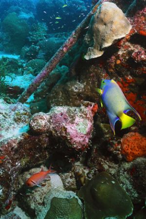 Queen Angelfish and Blackbar Soldierfish swimming near ab... by Matthew Shanley 