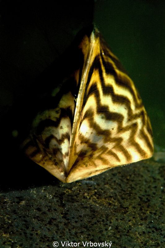 Zebra Mussel (Dreissena polymorpha) by Viktor Vrbovský 
