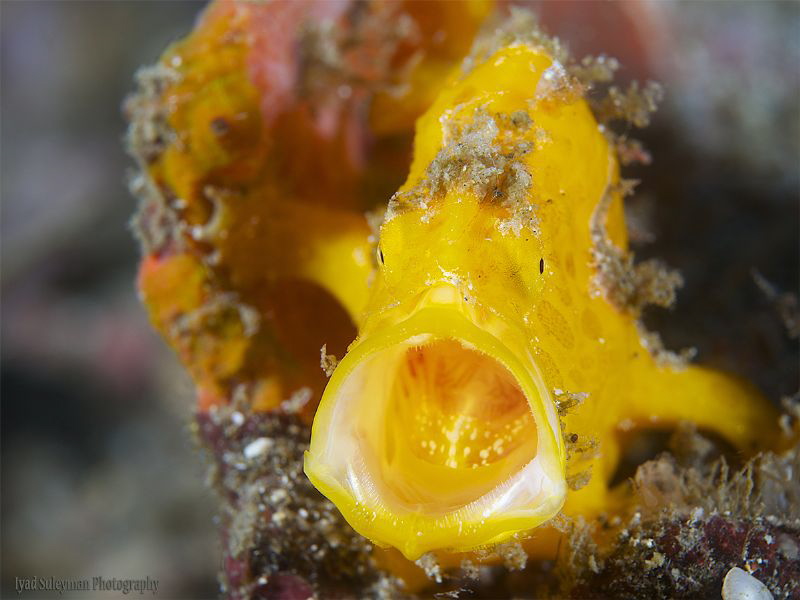 Juvenile Frogfish by Iyad Suleyman 