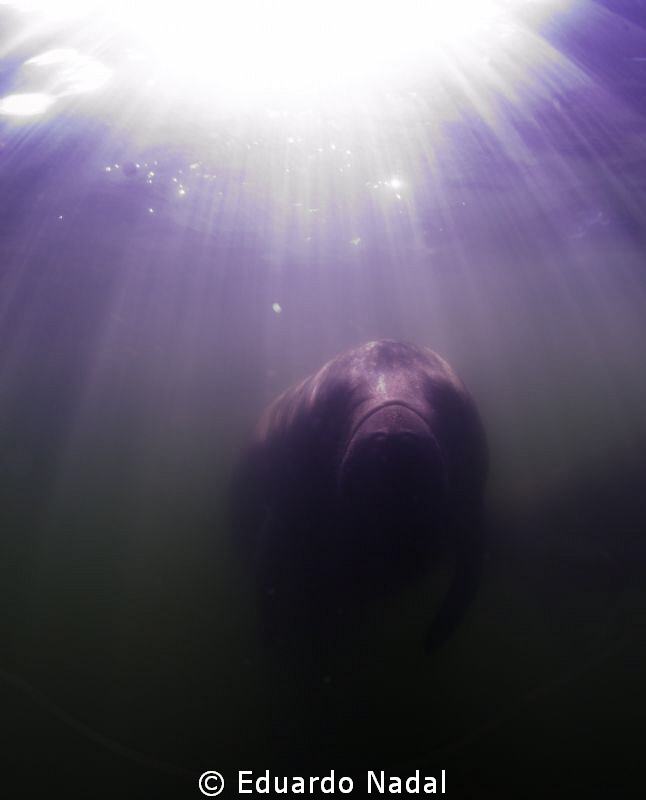manatee tours by Eduardo Nadal 