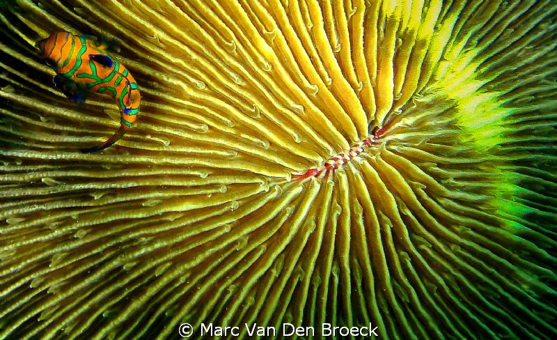 lines and color by Marc Van Den Broeck 