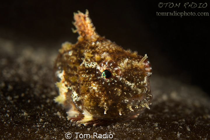 Juvenile Spiny Pacific Lumpsucker
Vancouver Island, Canada by Tom Radio 