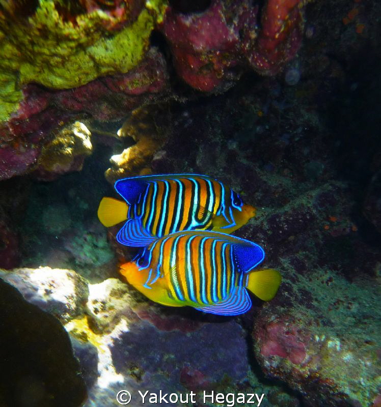 Royal anglfish by Yakout Hegazy 