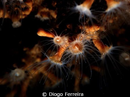 "Ice flowers" by Diogo Ferreira 