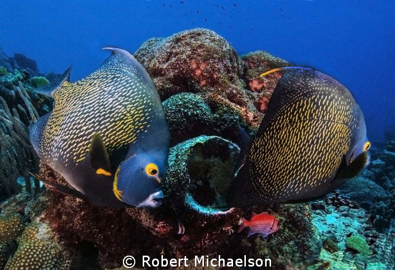 Queen angels at Windsock, Bonaire. Can you see the bristl... by Robert Michaelson 