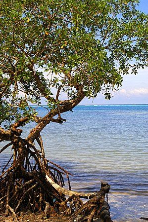 Hammock. Roatan, Honduras. by Shawn Jackson 