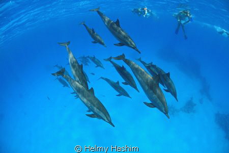 Red Sea, Egypt by Helmy Hashim 