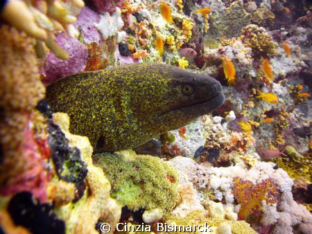 Two curious Yellowmargin Moray Gymnothorax flavimarginatus by Cinzia Bismarck 