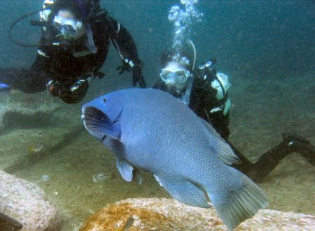 Taken during my Advanced Open Water Course, at Oak Park i... by Rebecca Wood 