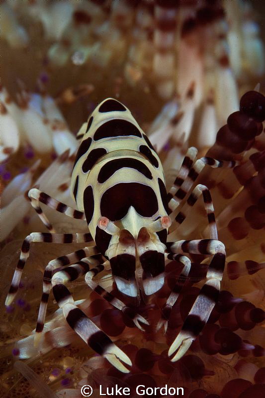 Tiny little dive site in Fiji producing the goods, today ... by Luke Gordon 