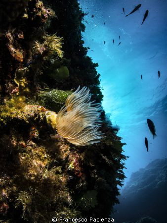 [:b:]Mediterranean colors[:/b:] by Francesco Pacienza 