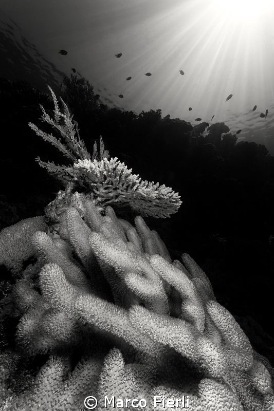 lights and shapes of the reef by Marco Fierli 