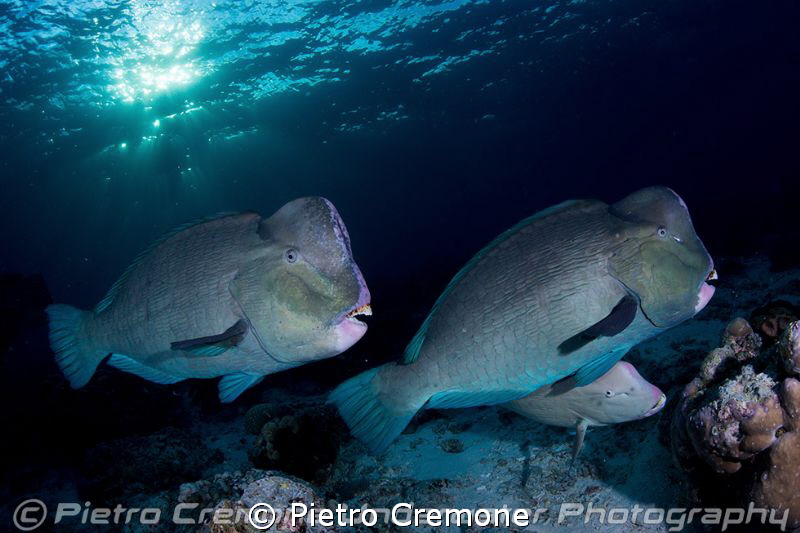 Bumpheads by Pietro Cremone 