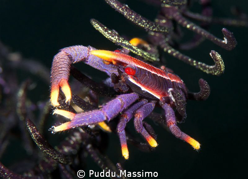 nikon D800 e,105 micro,Gangga island by Puddu Massimo 