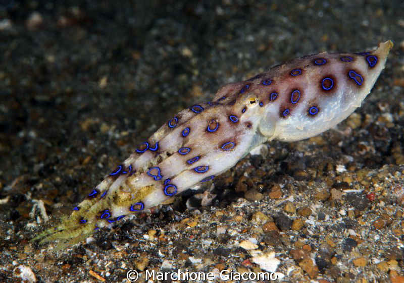 Blu ring
Nikon D800E , 105 micro, twin strobo
Lembeh st... by Marchione Giacomo 