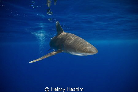 Red Sea , Egypt by Helmy Hashim 