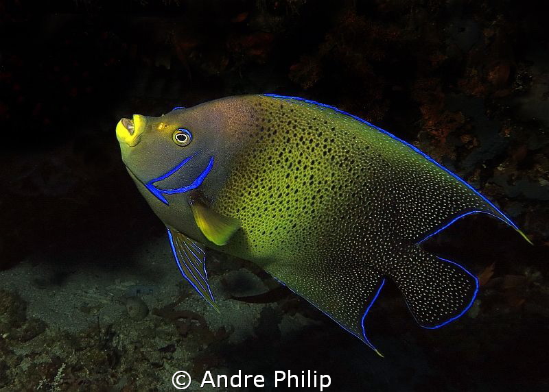 Koran Angelfish by Andre Philip 