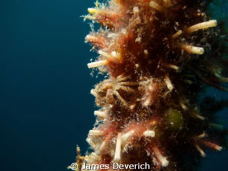 Crab "O" flage

Life growing on rope, this was one of m... by James Deverich 