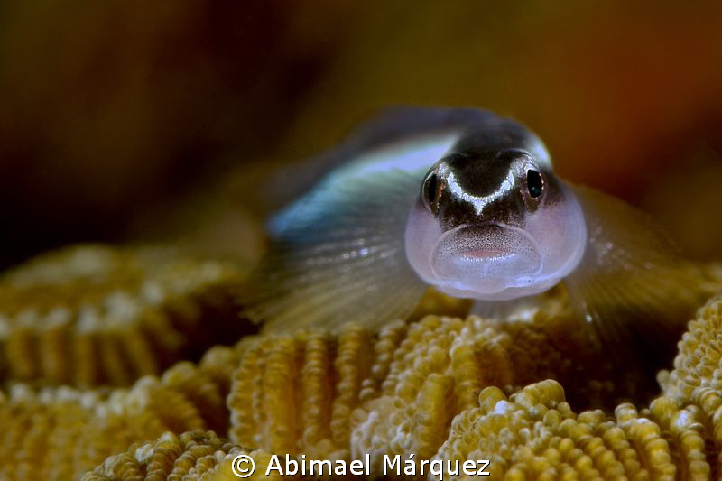 Goby by Abimael Márquez 