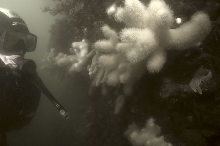 Temperate reef. Burntisland, firth of forth, scotland. Ni... by Grant Kennedy 