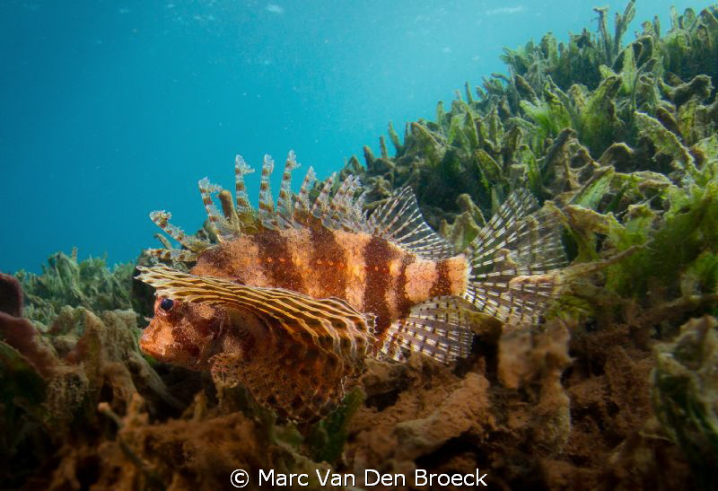 juvenile by Marc Van Den Broeck 