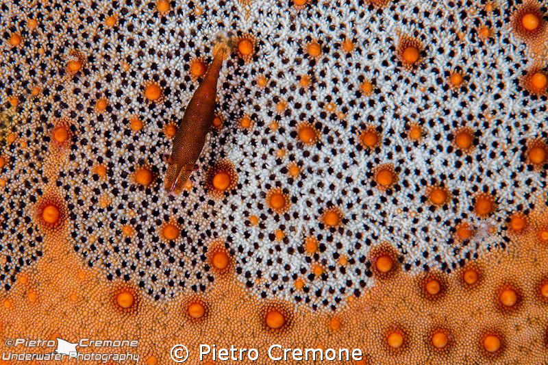 Commensal shrimp on a sea star by Pietro Cremone 