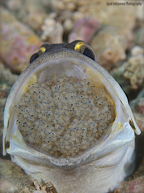 Jawfish with eggs by Iyad Suleyman 
