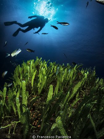 [:b:]Med Sea[:/b:] by Francesco Pacienza 