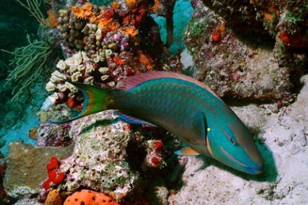 Stoplight Parrotfish and coral. Taken off Aruba. Nikonos ... by Matthew Shanley 