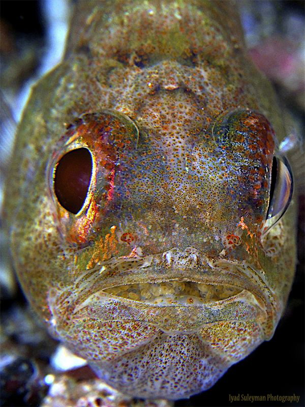 Posterity "2"
Tiny Cardinalfish with eggs, 
 by Iyad Suleyman 