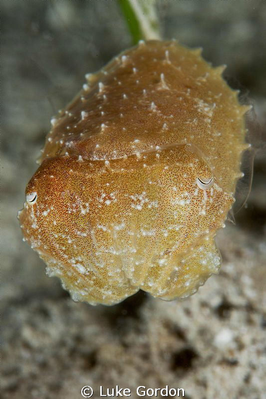 Juvenile cuttlefish by Luke Gordon 