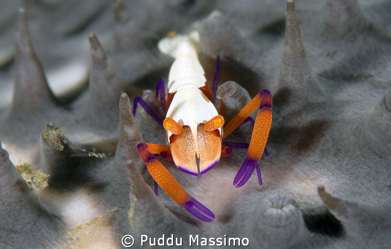 periclemenes imperator,nikon D800e 105 mm micro,Lembeh st... by Puddu Massimo 