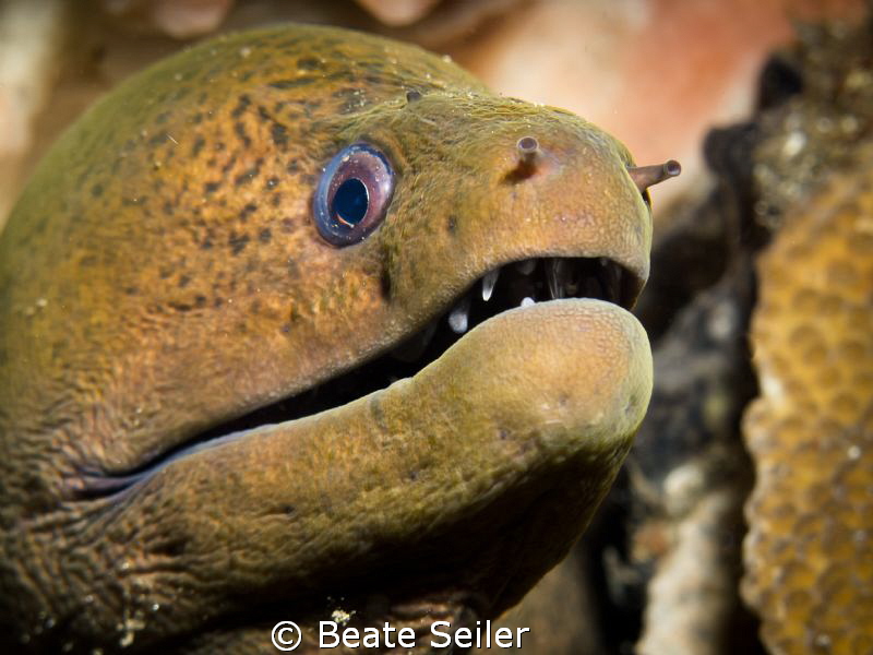 Moray Eel by Beate Seiler 