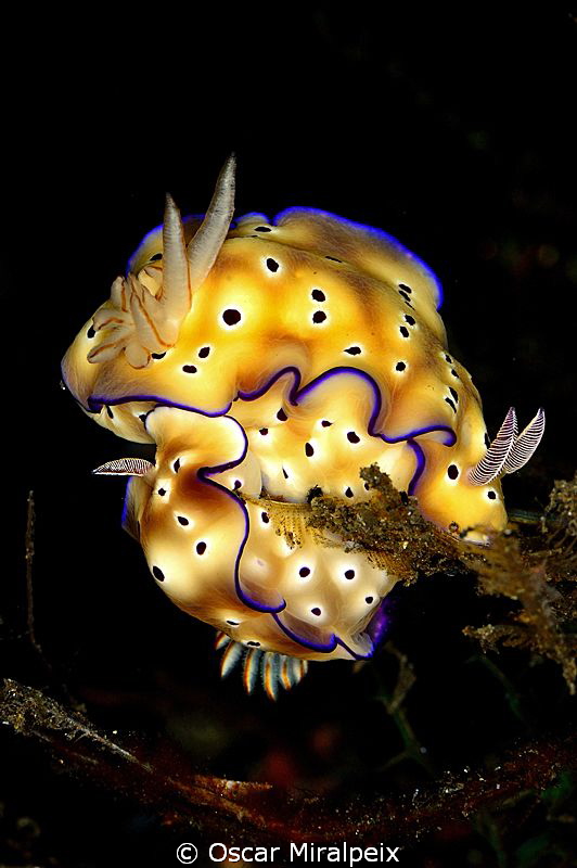 Nudiball by Oscar Miralpeix 