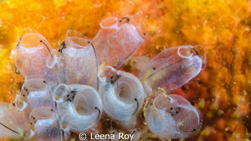 The abstract beauty of tunicates by Leena Roy 