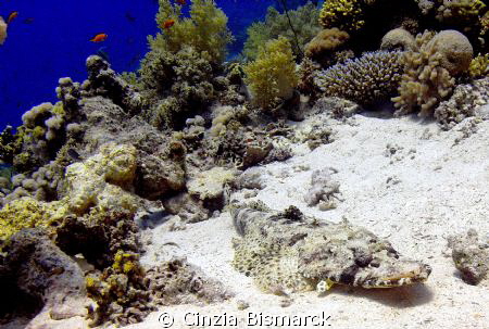 A Crocodile fish relaxes on the sand
Papilloculiceps lon... by Cinzia Bismarck 