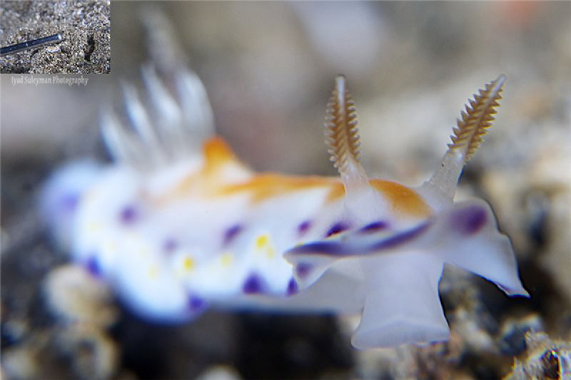 Tiny Nudi 
Small picture in the left corner to show the ... by Iyad Suleyman 