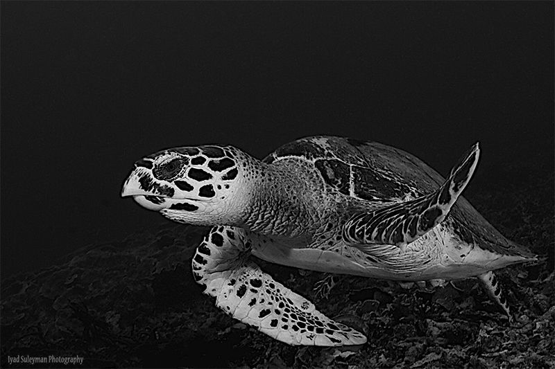 Turtle in B&W by Iyad Suleyman 