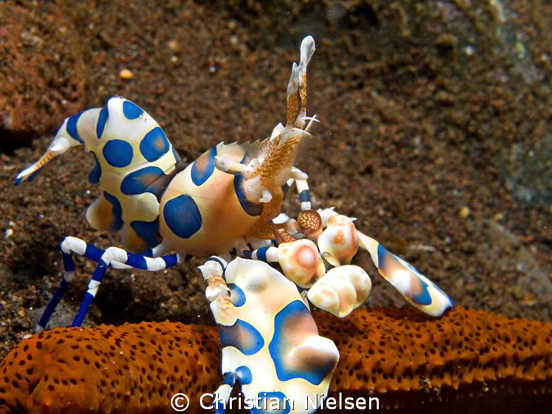 A beautiful harlequinn shrimp at Seraya by Christian Nielsen 