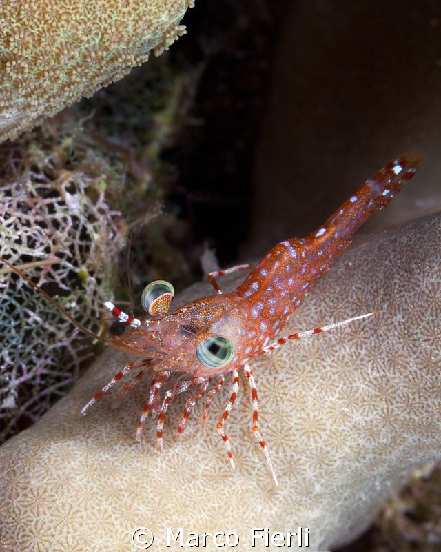 Henderson's Hinge-beak shrimp by Marco Fierli 