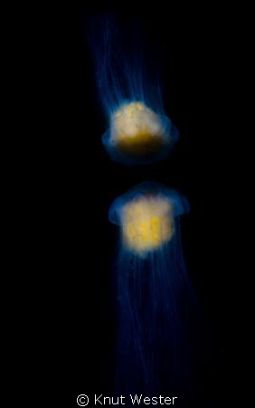 a jellyfish in reflection by Knut Wester 