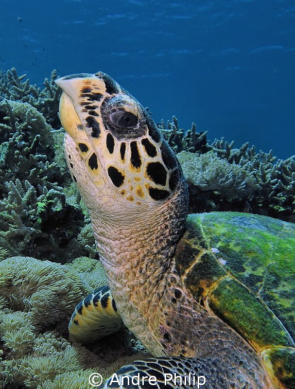 "Who are you...?" - a surprised young hawksbill turtle ch... by Andre Philip 