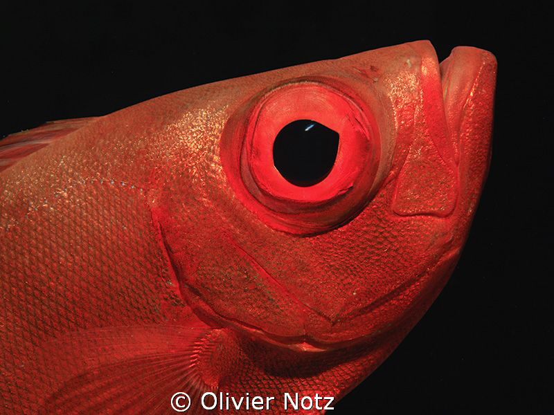 Common Big Eye by Olivier Notz 