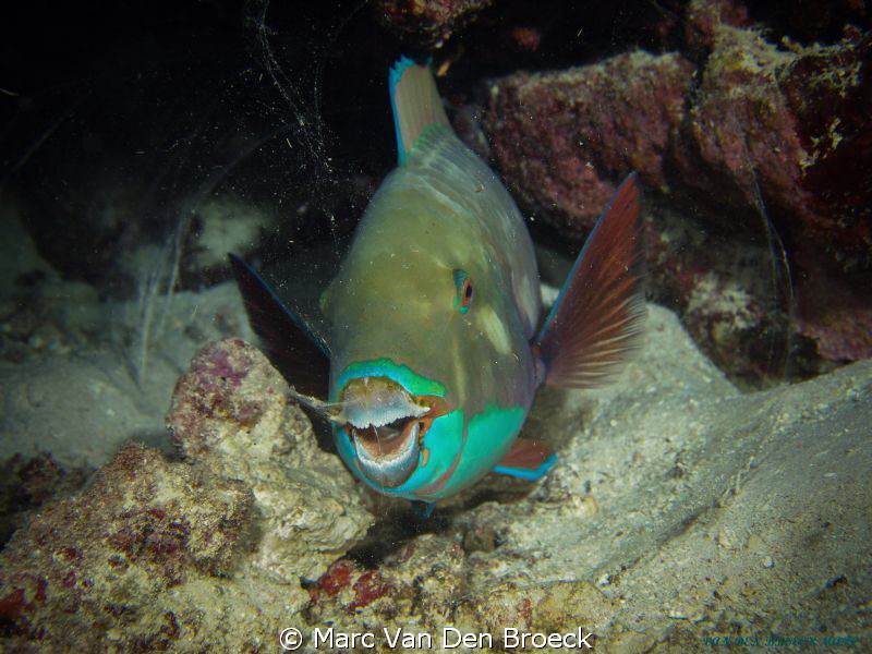 Parrotfish sleeping in night cocoon by Marc Van Den Broeck 