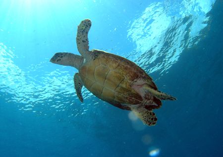 Going up for air off Tioman Island, Malaysia. by Grahame Massicks 